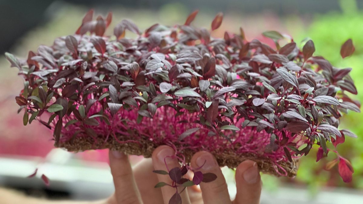 Essas plantas são colhidas de sete a 21 dias após a germinação, quando atingem cerca de 10 centímetros de comprimento - Divulgação/Fazendas Bioma