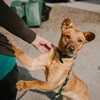 Durante o evento, o público poderá escolher um novo companheiro entre os mais de 80 cães disponíveis para adoção - Envato