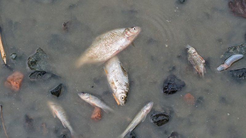 O lago do parque é abastecido por rios e funciona como sistema de contenção que ajuda a prevenir alagamentos na região - Envato