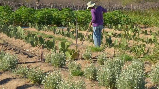 Dos 1.363 municípios que devem ser atendidos pela medida, 29% estão concentrados no Rio Grande do Sul - Arquivo/Agência Brasil