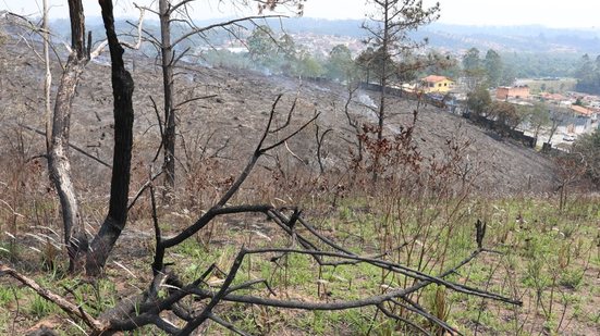 São Paulo e outros 6 estados registraram seca em 100% de seu território, segundo o Monitor de Secas, da ANA - Rovena Rosa/Agência Brasil