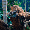 A proposta é aproximar o visitante da natureza e recriar a atmosfera de aventura que consagrou o parque - Foto: Zoologico de São Paulo