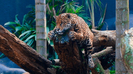 A proposta é aproximar o visitante da natureza e recriar a atmosfera de aventura que consagrou o parque - Foto: Zoologico de São Paulo