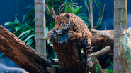 A proposta é aproximar o visitante da natureza e recriar a atmosfera de aventura que consagrou o parque - Foto: Zoologico de São Paulo