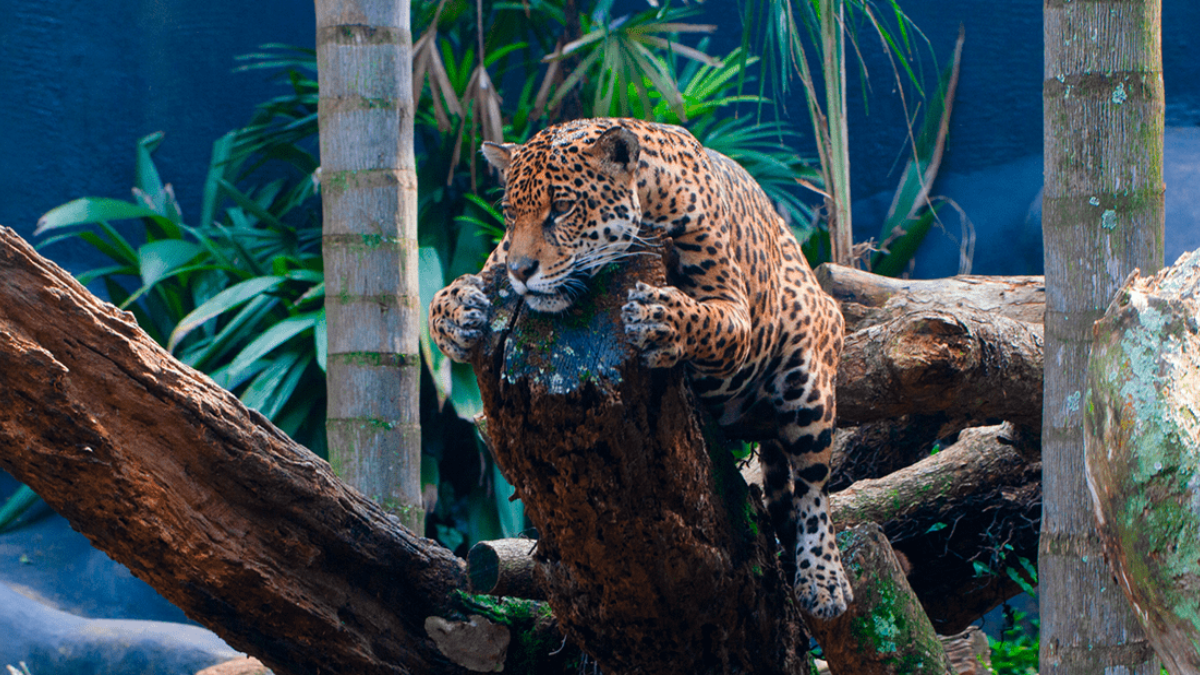 A proposta é aproximar o visitante da natureza e recriar a atmosfera de aventura que consagrou o parque - Foto: Zoologico de São Paulo
