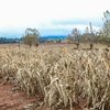 O Ministério da Agricultura anunciou nesta quarta-feira quais cidades poderão renegociar dívidas de empréstimos feitos por agricultores e cooperativas - Rafa Neddermeyer/Agência Brasil