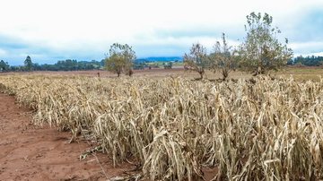 O Ministério da Agricultura anunciou nesta quarta-feira quais cidades poderão renegociar dívidas de empréstimos feitos por agricultores e cooperativas - Rafa Neddermeyer/Agência Brasil