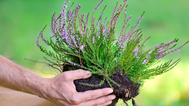 Tanto o óleo quanto as flores possuem propriedades medicinais - Foto: Envato Elements