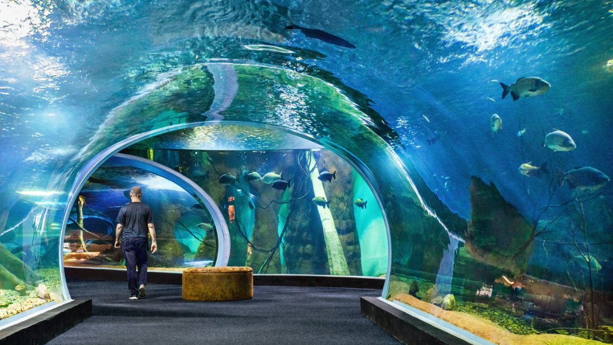 Inaugurado em 2022, o Bioparque é uma verdadeira obra-prima da arquitetura - Foto: Reprodução/NelsonKon