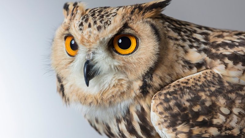 As equipes registraram o instante em que os filhotes utilizaram o chamado "dente de ovo" - estrutura temporária que ajuda as aves a romper a casca - Envato