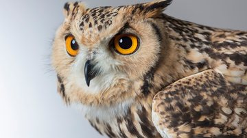 As equipes registraram o instante em que os filhotes utilizaram o chamado "dente de ovo" - estrutura temporária que ajuda as aves a romper a casca - Envato