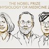 Ilustração divulgada pela página oficial do Prêmio Nobel mostra caricatura dos três ganhadores na categoria Medicina - Reprodução/Instagram/@NobelPrize