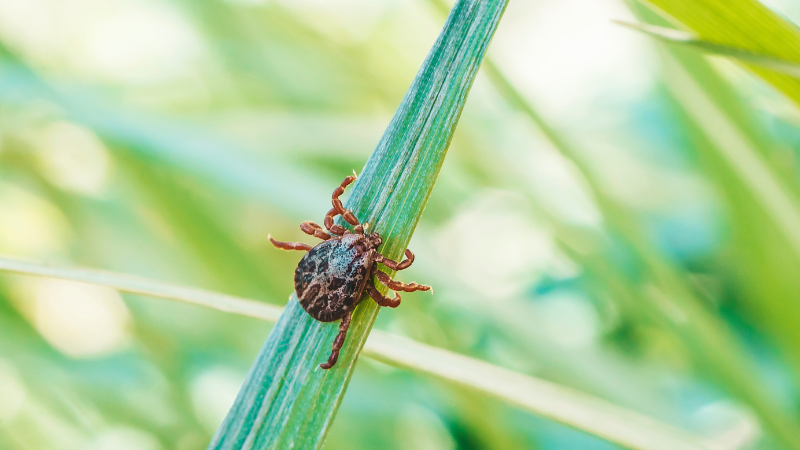 São Paulo é o estado com o maior número de casos de doença do carrapato no país, concentrando 80% das confirmações - Foto: Adobe Stock