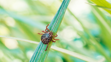 São Paulo é o estado com o maior número de casos de doença do carrapato no país, concentrando 80% das confirmações - Foto: Adobe Stock