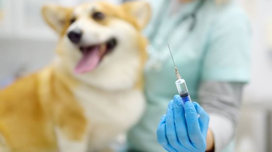 O ideal é manter a carteirinha de vacinação sempre em dia e seguir as orientações do veterinário - Envato Elements