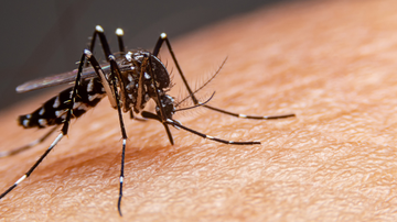 Variações climáticas extremas podem elevar casos de dengue, zika, chikungunya, entre outras - Adobe Stock