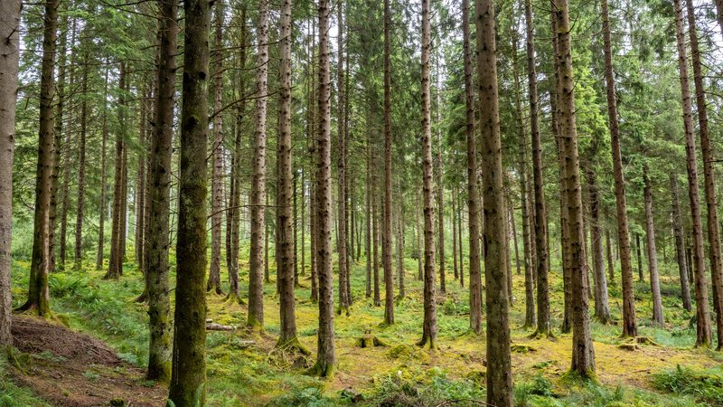 A alavancagem esperada é que cada dólar público signifique US$ 4 dentro do fundo - Envato