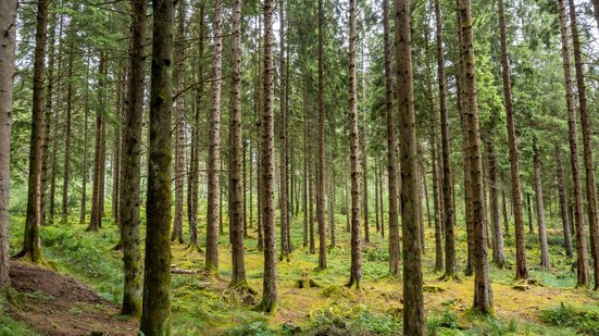 A alavancagem esperada é que cada dólar público signifique US$ 4 dentro do fundo - Envato