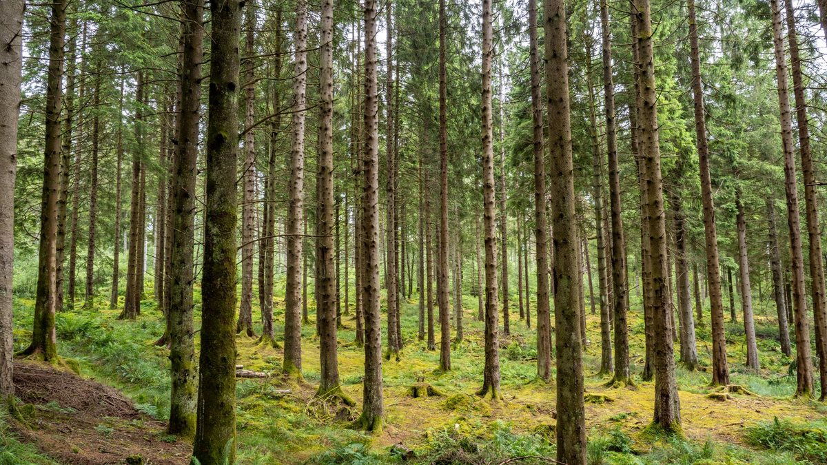 A alavancagem esperada é que cada dólar público signifique US$ 4 dentro do fundo - Envato