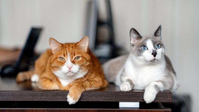 Estudo postula que gatos deixaram de ser selvagens há cerca de 4 mil anos, menos tempo do que se pensava, e no norte da África - Envato