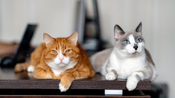 Estudo postula que gatos deixaram de ser selvagens há cerca de 4 mil anos, menos tempo do que se pensava, e no norte da África - Envato