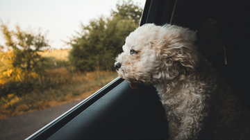 Para evitar multas e proteger o animal, o CBT recomenda o uso de dispositivos de retenção apropriados - Foto: Unsplash