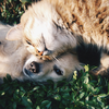 O objetivo é oferecer um ambiente acolhedor e inovador para aproximar pets e futuros tutores - Foto: Unsplash
