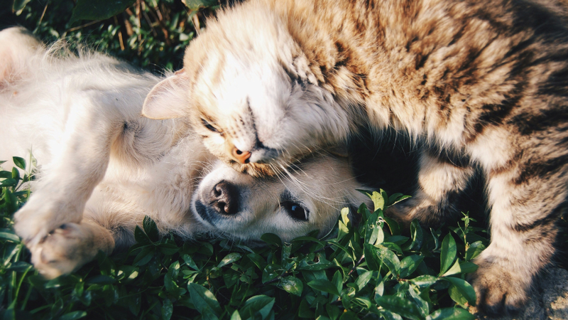 O objetivo é oferecer um ambiente acolhedor e inovador para aproximar pets e futuros tutores - Foto: Unsplash