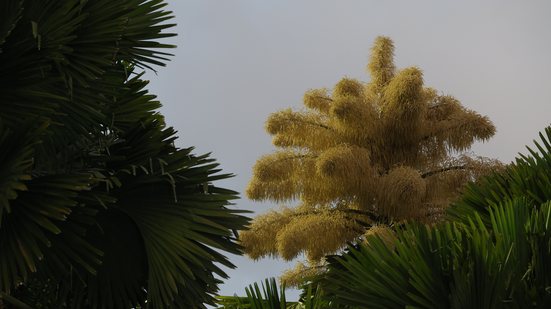 Turistas e moradores do Rio de Janeiro apreciam florada da Palmeira Talipot - Samuel Regan-Asante na Unsplash