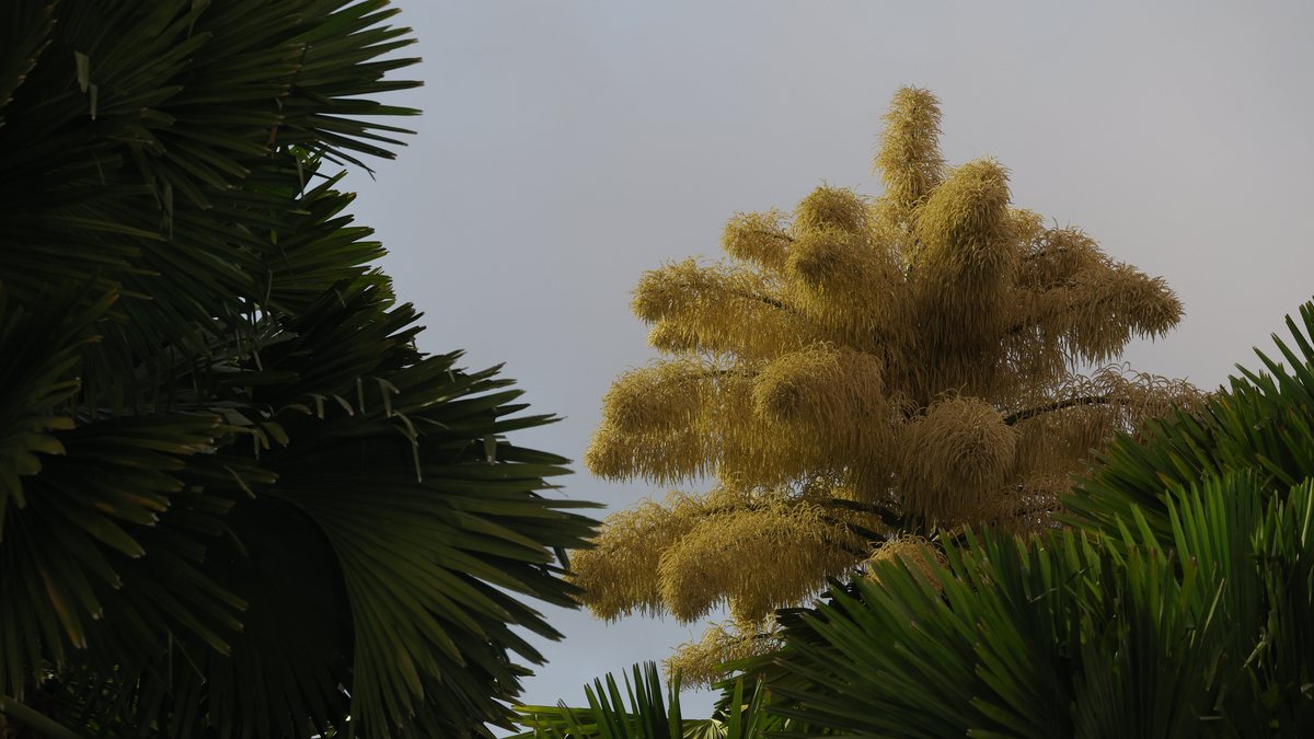 Turistas e moradores do Rio de Janeiro apreciam florada da Palmeira Talipot - Samuel Regan-Asante na Unsplash