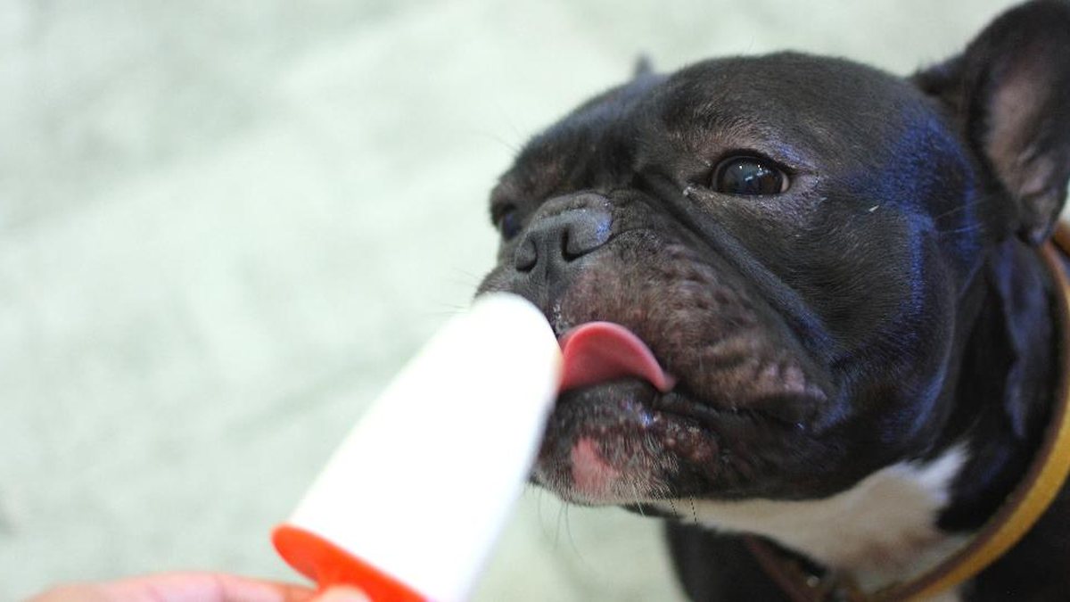 É importante lembrar que podemos oferecer frutas, mas com moderação - Getty Images