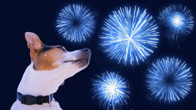 Os pets percebem sons mais intensos e em frequências mais amplas do que os humanos, por isso se assustam mais com fogos de artifício - Foto: Envato Elements