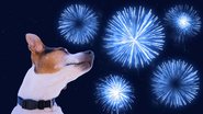 Os pets percebem sons mais intensos e em frequências mais amplas do que os humanos, por isso se assustam mais com fogos de artifício - Foto: Envato Elements