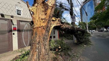 Árvore da Avenida Dr. Arnaldo, na zona oeste da cidade de São Paulo, não resistiu ao vendaval - Estadão Conteúdo