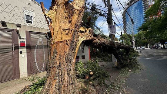 Árvore da Avenida Dr. Arnaldo, na zona oeste da cidade de São Paulo, não resistiu ao vendaval - Estadão Conteúdo