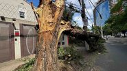 Árvore da Avenida Dr. Arnaldo, na zona oeste da cidade de São Paulo, não resistiu ao vendaval - Estadão Conteúdo