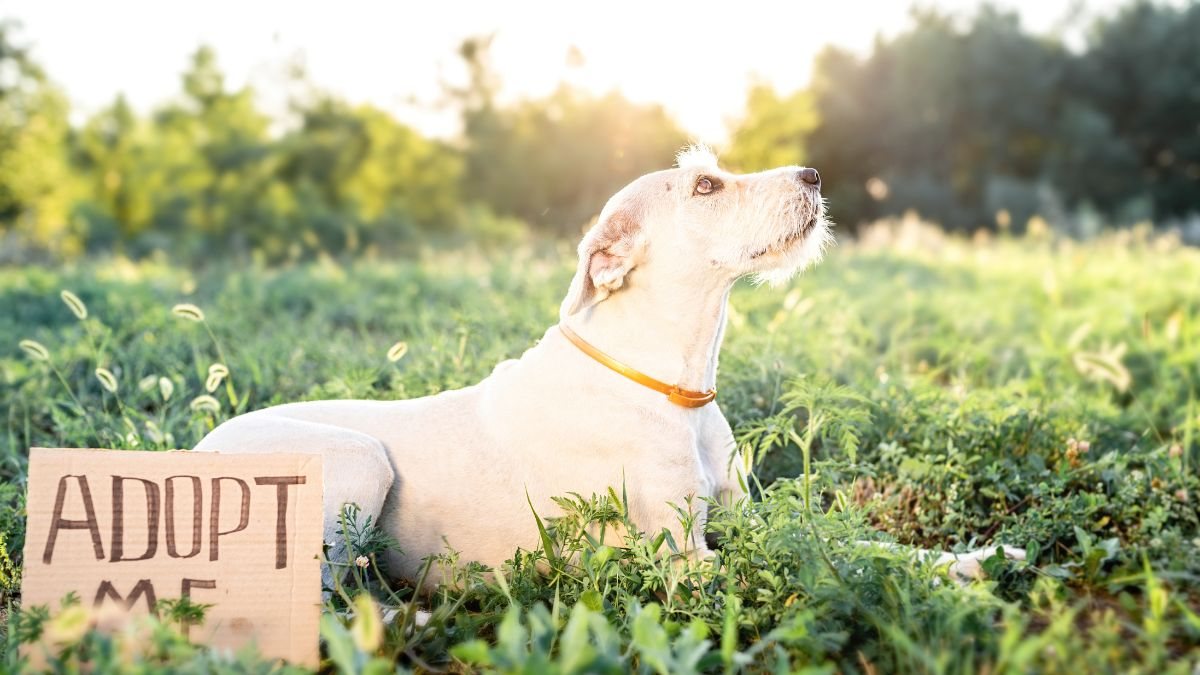 A adoção ocorre de forma contínua, em unidades públicas como a localizada na zona norte de São Paulo - Foto: Envato Elements