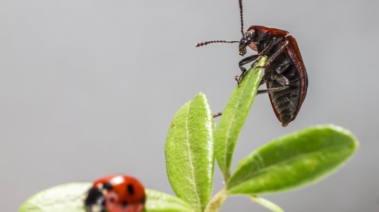 O olfato humano funciona de maneira diferente em cada pessoa, o que explica por que alguns sentem o odor com facilidade - Foto: Freepik