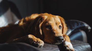 Os cães conseguem ouvir sons em frequências muito mais altas do que os humanos - Foto: Freepik