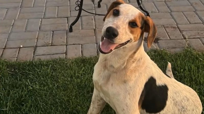 A morte de Abacate ocorre na mesma semana em que o caso do cão comunitário Orelha ganhou repercussão nacional - Reprodução/Instagram via @cimouraa