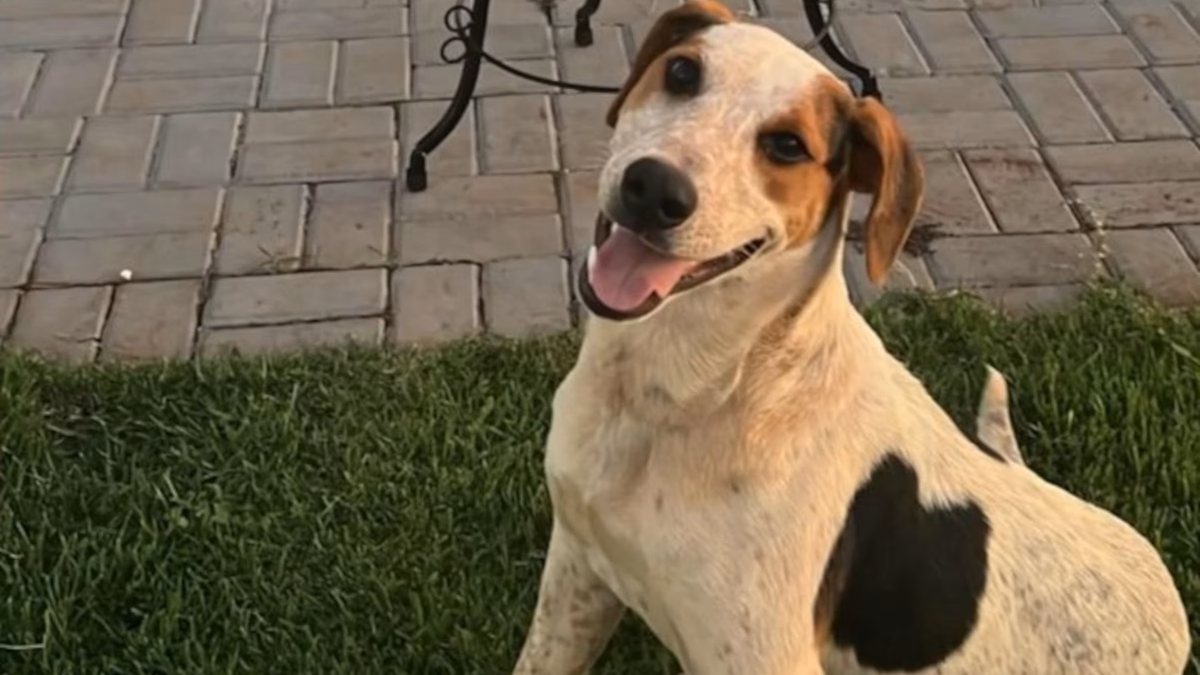 A morte de Abacate ocorre na mesma semana em que o caso do cão comunitário Orelha ganhou repercussão nacional - Reprodução/Instagram via @cimouraa