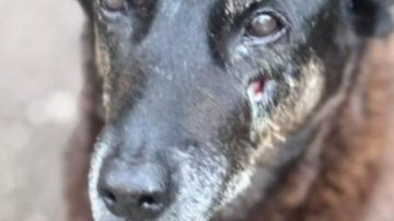O cão Orelha, teria sido morto por quatro adolescentes na Praia Brava, em Florianópolis (SC) - Polícia Civil de Santa Catarina/Divulgação