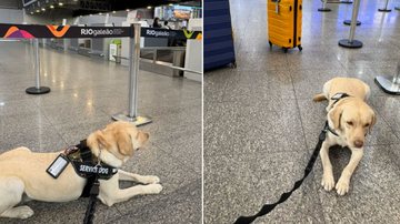 Cão de serviço Teddy foi impedido duas vezes de embarcar em voo da TAP - Arquivo pessoal