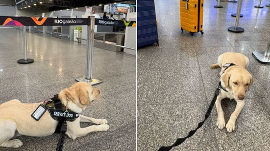 Cão de serviço Teddy foi impedido duas vezes de embarcar em voo da TAP - Arquivo pessoal
