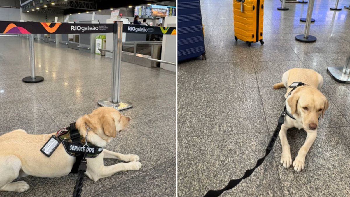 Cão de serviço Teddy foi impedido duas vezes de embarcar em voo da TAP - Arquivo pessoal