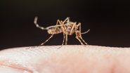 Além do incômodo, estes insetos podem transmitir doenças, como a dengue - Freepik