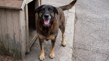 Análise mostrou que adolescente e cão não estiveram juntos na praia - Reprodução/Redes sociais