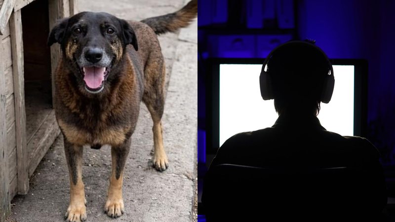 Agressão a cão reacendeu debate sobre o papel da internet no fomento de ações e condutas violentas - Reprodução/Redes Sociais | Envato