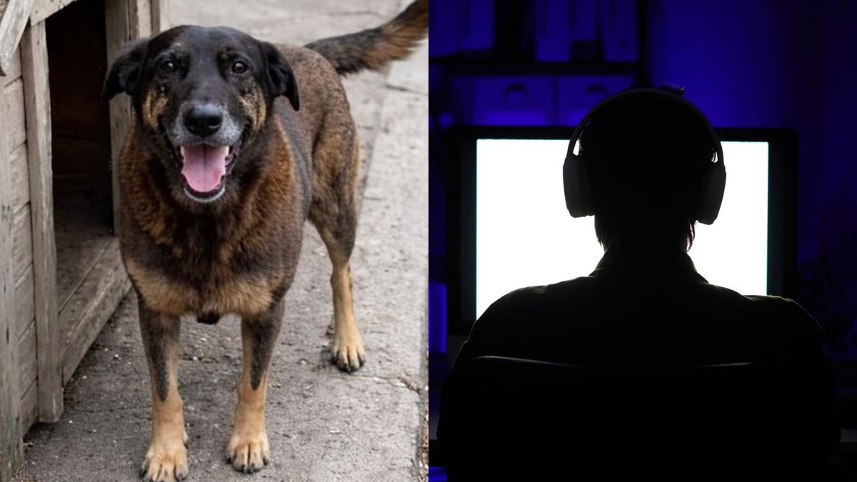 Agressão a cão reacendeu debate sobre o papel da internet no fomento de ações e condutas violentas - Reprodução/Redes Sociais | Envato