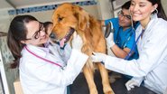 Além dos pet contêineres, o programa conta com clínicas veterinárias voltadas a atendimentos de maior complexidade - Envato